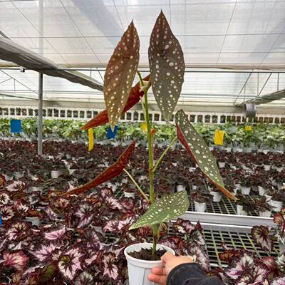 塞拉山王秋海棠 清新竹节类耐阴好养室内盆栽 浇浇植物超市