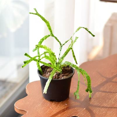 石松 天南星科室内耐阴雨林盆栽 浇浇植物