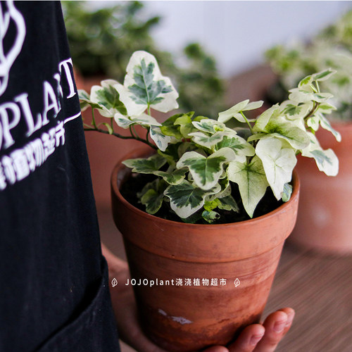 【直播】日本雪莹常春藤/花叶常春藤 爬藤耐阴稀有植物盆栽 ins风