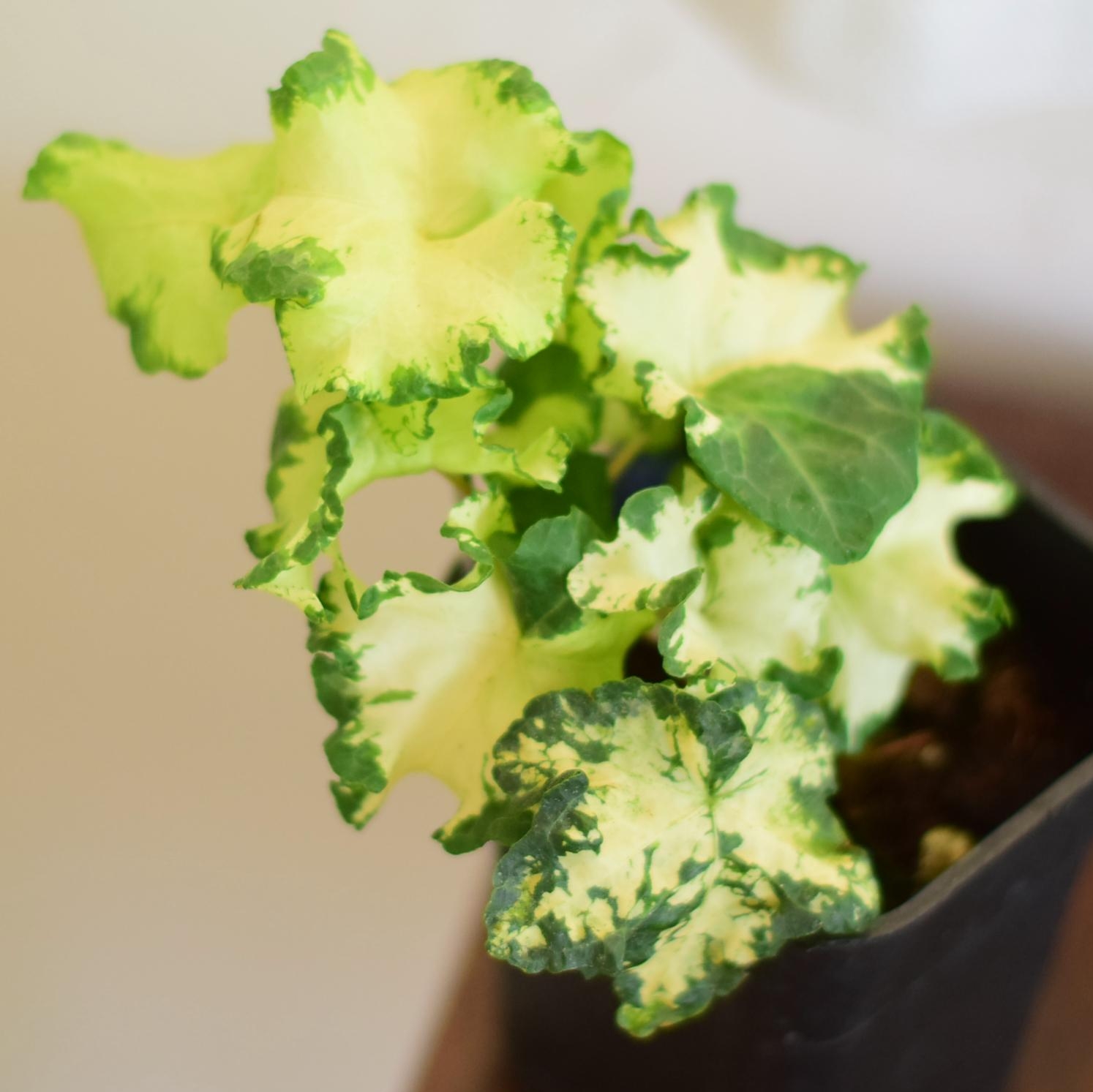 月光灯常春藤/花叶常春藤  爬藤耐阴稀有植物盆栽BP 浇浇植物超市