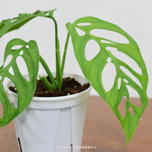 【直播】巨洞龟背竹 热植室内盆栽
