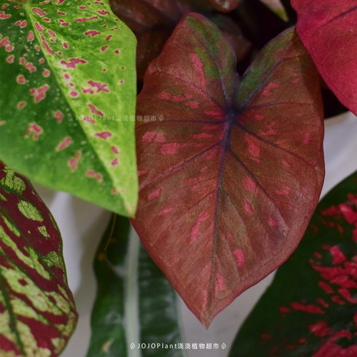 【直播】【彩叶芋合辑】 美丽观叶热植盆栽半户外 浇浇植物超市