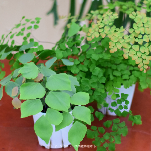 【直播】铁线蕨 室内耐阴雨林浇浇植物超市 JoJoPlant