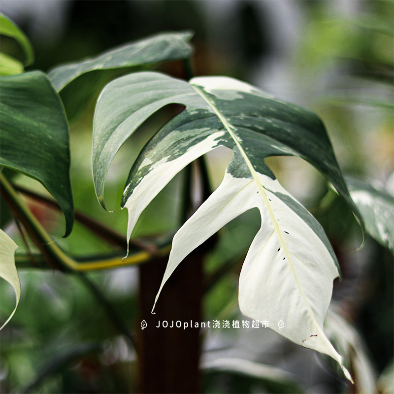 浇浇植物原种进口热植天南星室内绿植麒麟尾锦 pinnatum variegat