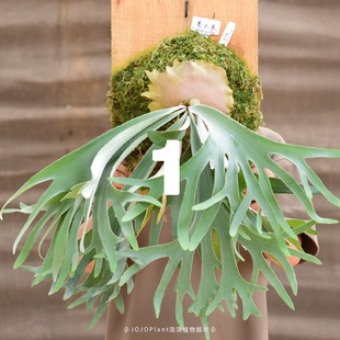 浇浇【鹿角蕨合辑1】 塞尔索/银华/佩德罗/金刚狼