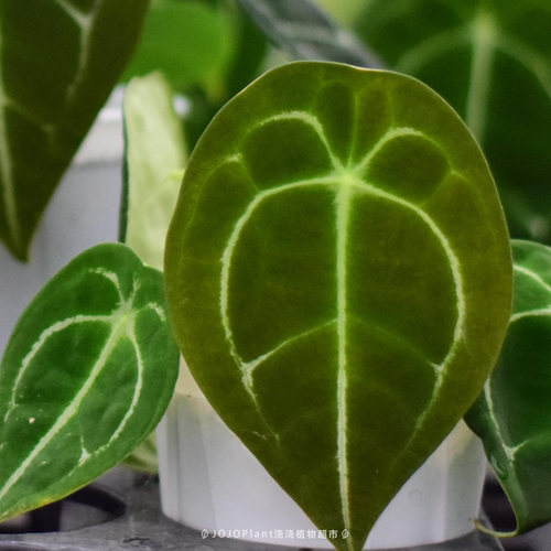 盾叶水晶花烛 原种观叶热植水晶脉络新手好养花烛盆栽 浇浇植物