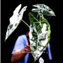 绿天鹅绒海芋锦美丽锦化植物稀有热植 鹅锦 浇浇植物超市 直播