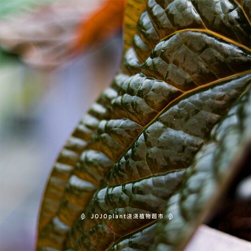 【直播】奢华花烛 肌理感观叶原种进口热植好养耐阴盆栽 浇浇植物
