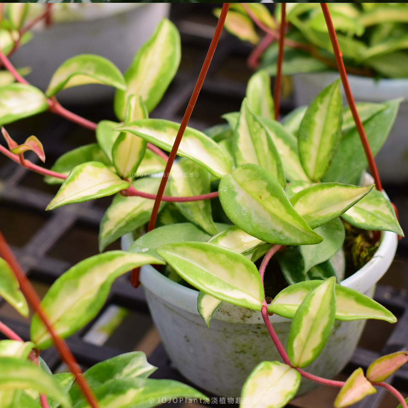 【球兰】 室内攀援垂吊绿植盆栽 浇浇植物超市JOJOplant,鲜花速递/花卉仿真/绿植园艺,海芋,淘宝优惠券,粉丝福利购,淘宝优惠卷