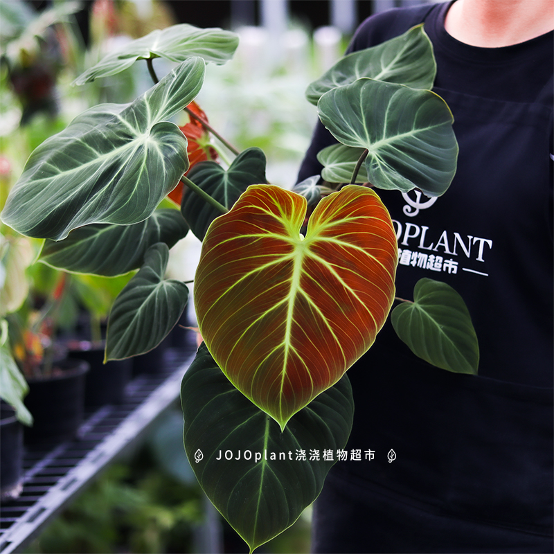 巧克力蔓绿绒 室内观叶盆栽绒面植物室内热植新手好养 浇浇植物