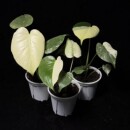 白怪兽龟背竹 浇浇植物超市 锦化热植室内盆栽