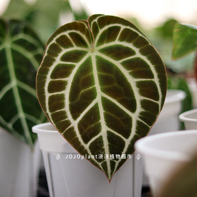 南美原种水晶/林登花烛红水晶黑水晶龟甲水晶 新手好养花烛