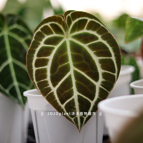 南美原种水晶/林登花烛红水晶黑水晶龟甲水晶 新手好养花烛