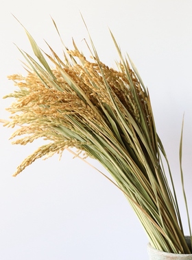 天然稻穗干花水稻装饰稻谷稻子干花家居装饰摆件谷穗摆设水稻道具