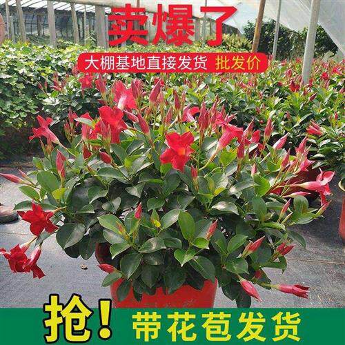 飘香藤双喜藤花期长爬藤植物盆栽室内庭院阳台好养活盆栽花卉苗