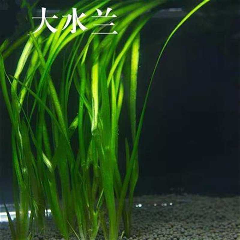 热卖的真水草大水兰小水兰扭兰z龙舌兰赖养前后景新手鱼缸造景水