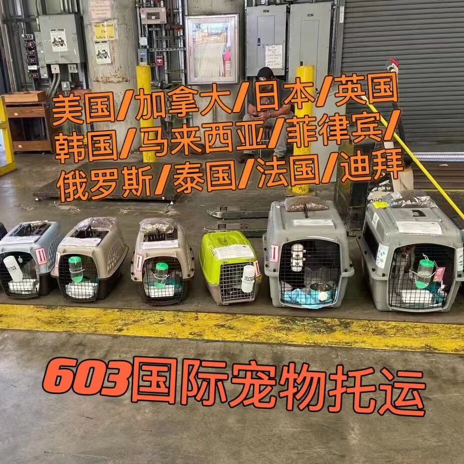 国际宠物托运出国回国直飞美国日本加拿大泰国韩国英国欧洲随机