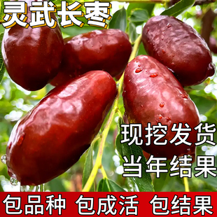灵武长枣苗南北方庭院耐寒特大果苗盆栽嫁接枣子树苗活苗当年结果