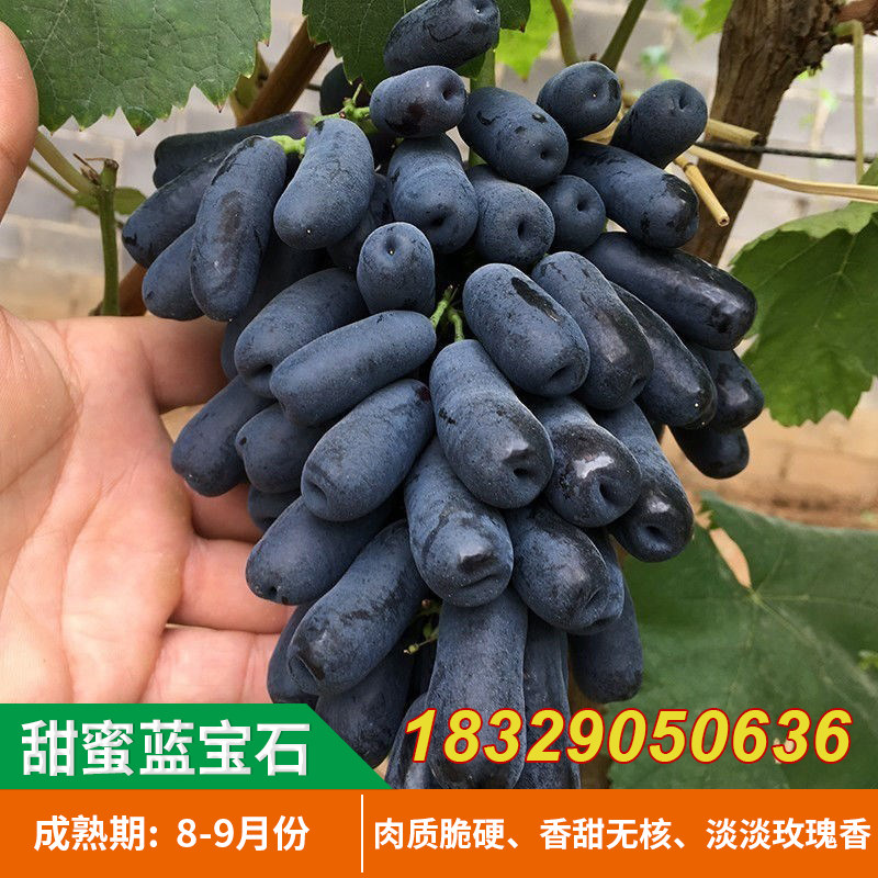 美国金手指无籽黑提葡萄树苗当年葡萄盆栽