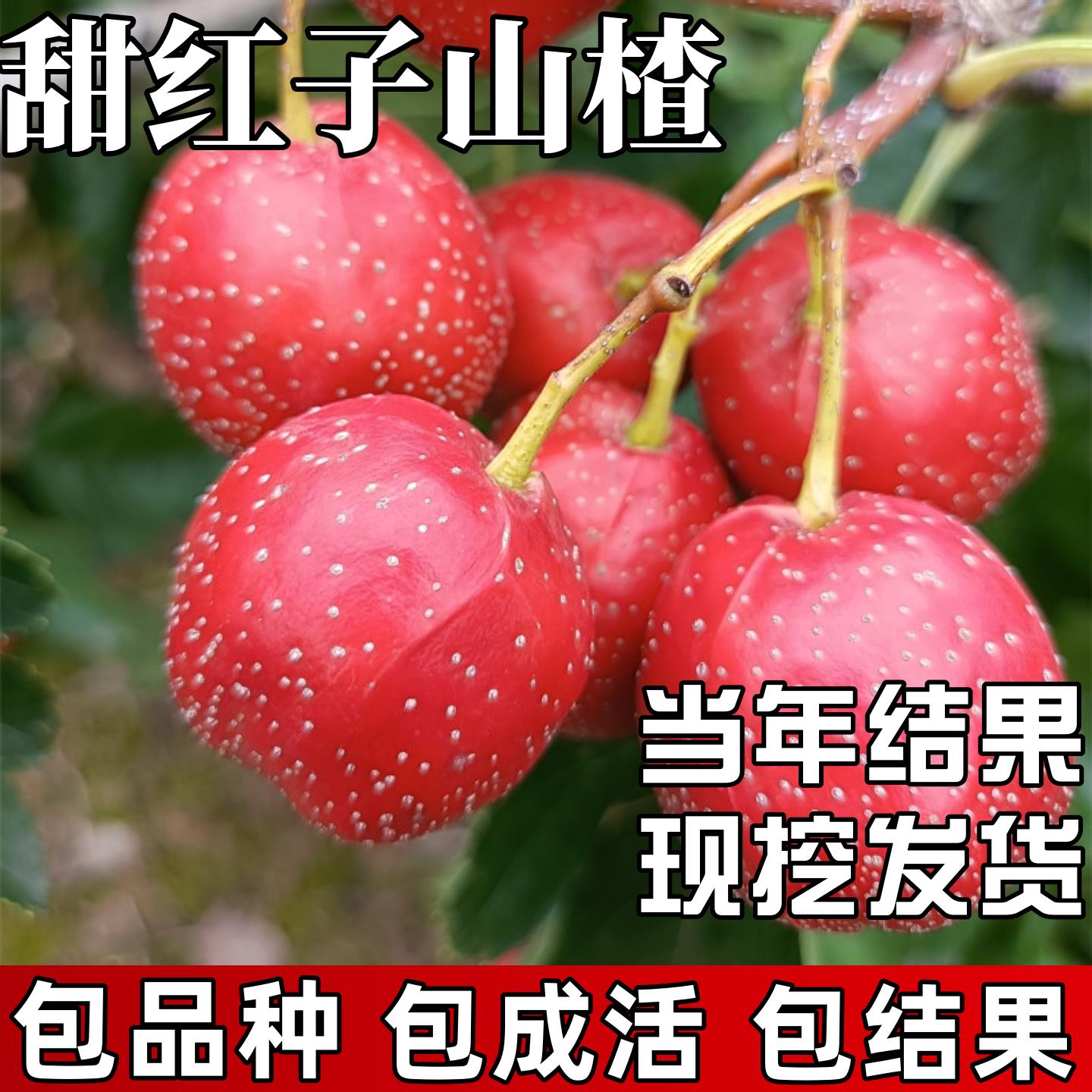 甜红子山楂树活苗南北方庭院种植特大号果树盆栽嫁接矮化当年结果