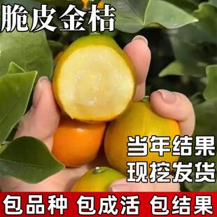 脆皮金桔树庭院地栽果苗大号带果金橘盆栽嫁接四季可食用当年结果