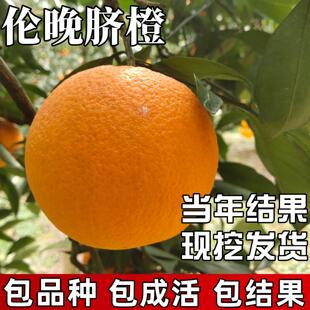 伦晚脐橙苗南北方在庭院耐寒橙子树苗带土盆栽嫁接大树苗当年结果