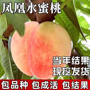 凤凰水蜜桃苗南北方种植耐寒桃树果苗大树盆栽嫁接活苗当年结果