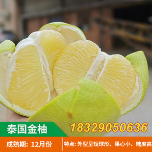 泰国青皮黄金柚子树苗 蜜柚水果苗 翡翠金柚南方种植柚子当年结果