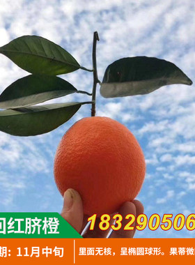 脐橙苗抗寒新品种脐橙南方种植