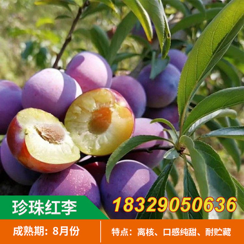 果树苗直销珍珠红李李子苗嫁接