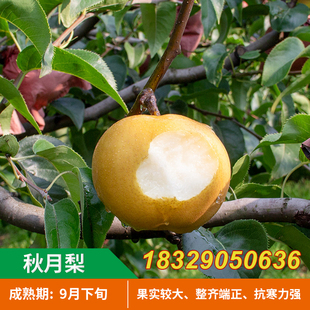 秋月梨树苗嫁接梨苗当年结果金秋蜜梨金秋梨树苗南方北方种植果树