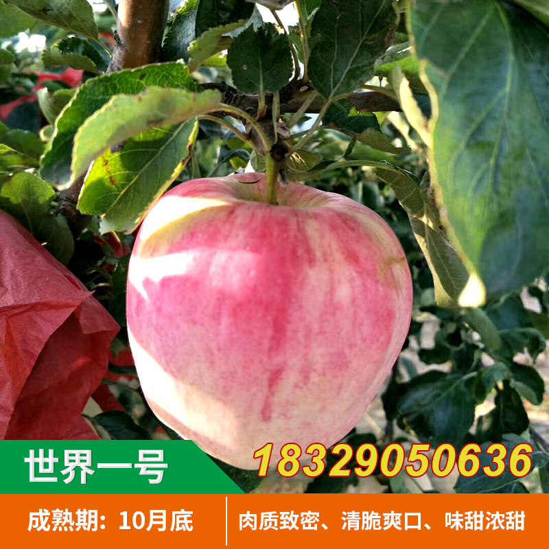 特大果巨型苹果树苗嫁接 世界一号苹果苗当年结果南方北方种植