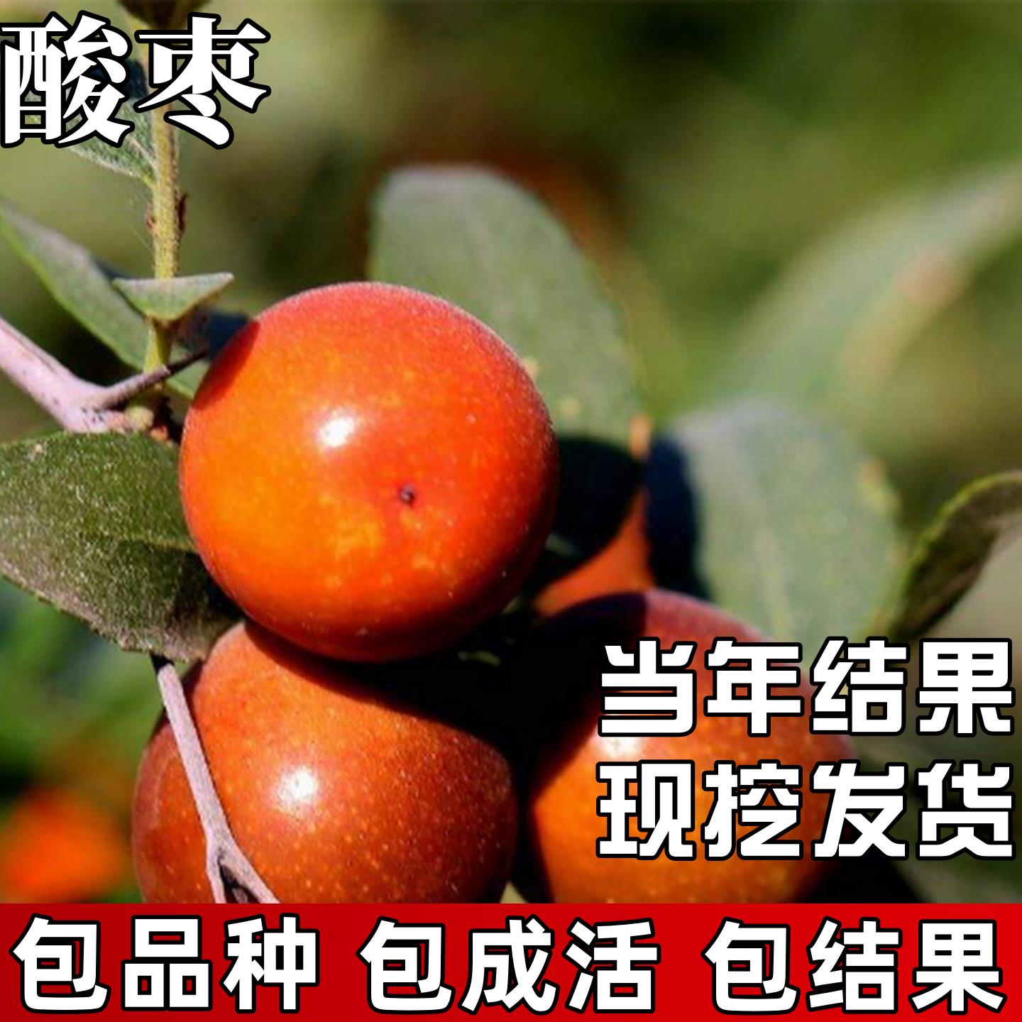 酸枣树活苗特大号南北方种植耐寒枣子树苗盆栽嫁接果树当年结果