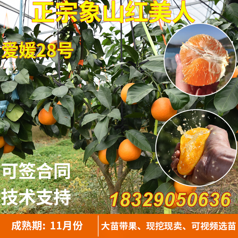 爱媛28号红美人树苗无核橘子苗