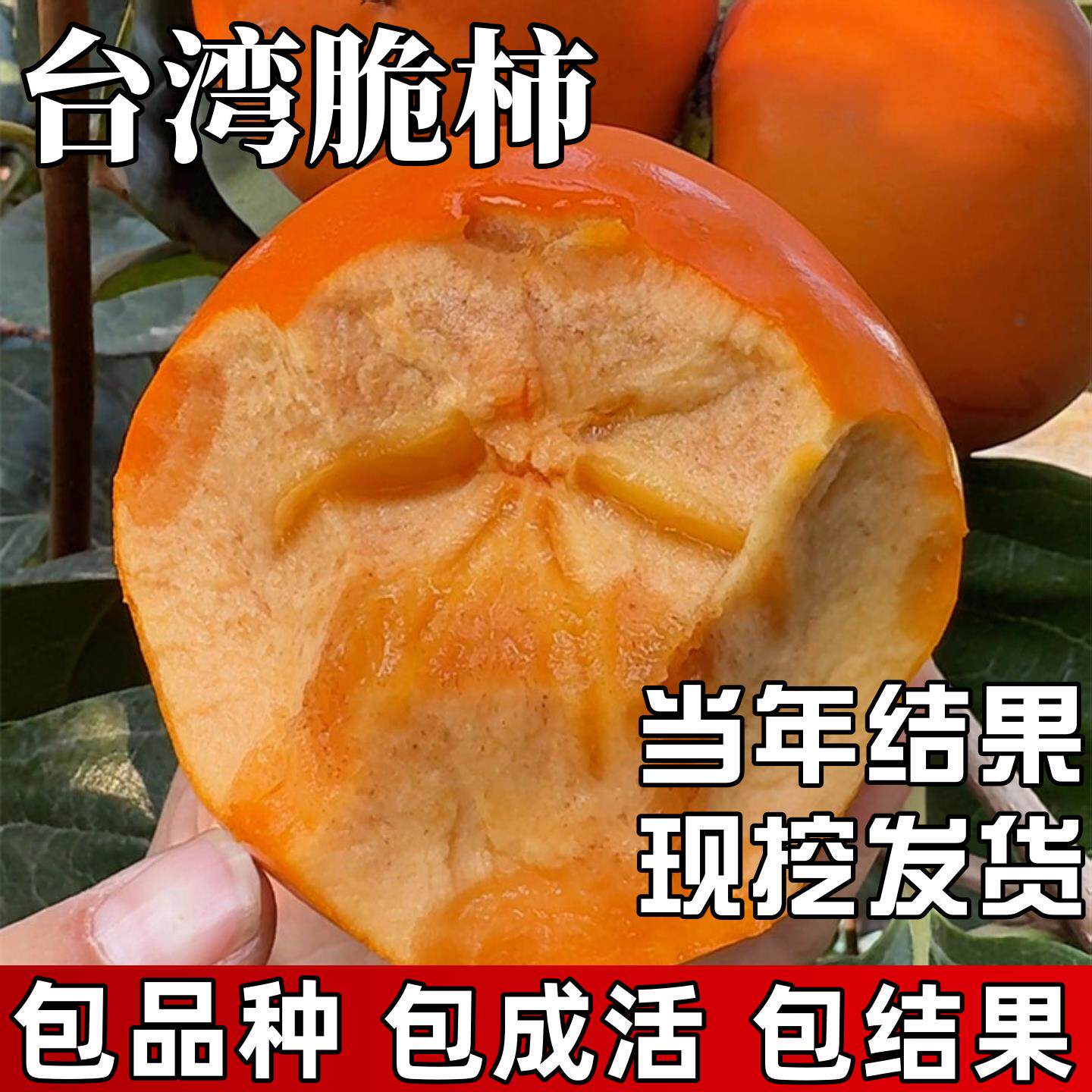 台湾脆柿树苗南北方庭院种植耐寒甜柿果苗盆栽嫁接无核当年结果