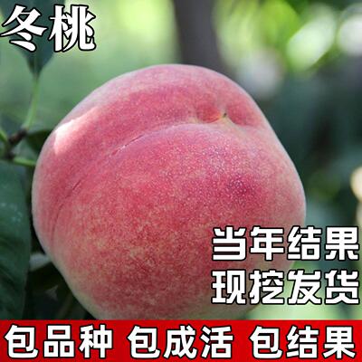冬桃树苗南北方种植耐寒特大号晚熟桃树果苗盆栽嫁接脆桃当年结果