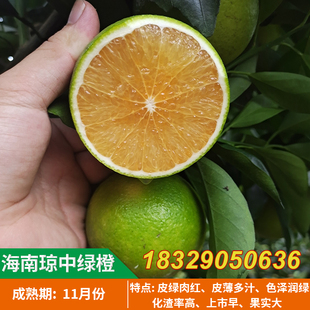 琼中绿橙树苗嫁接苗 红心绿橙 橙子苗当年结果甜橙红心橙子果树苗
