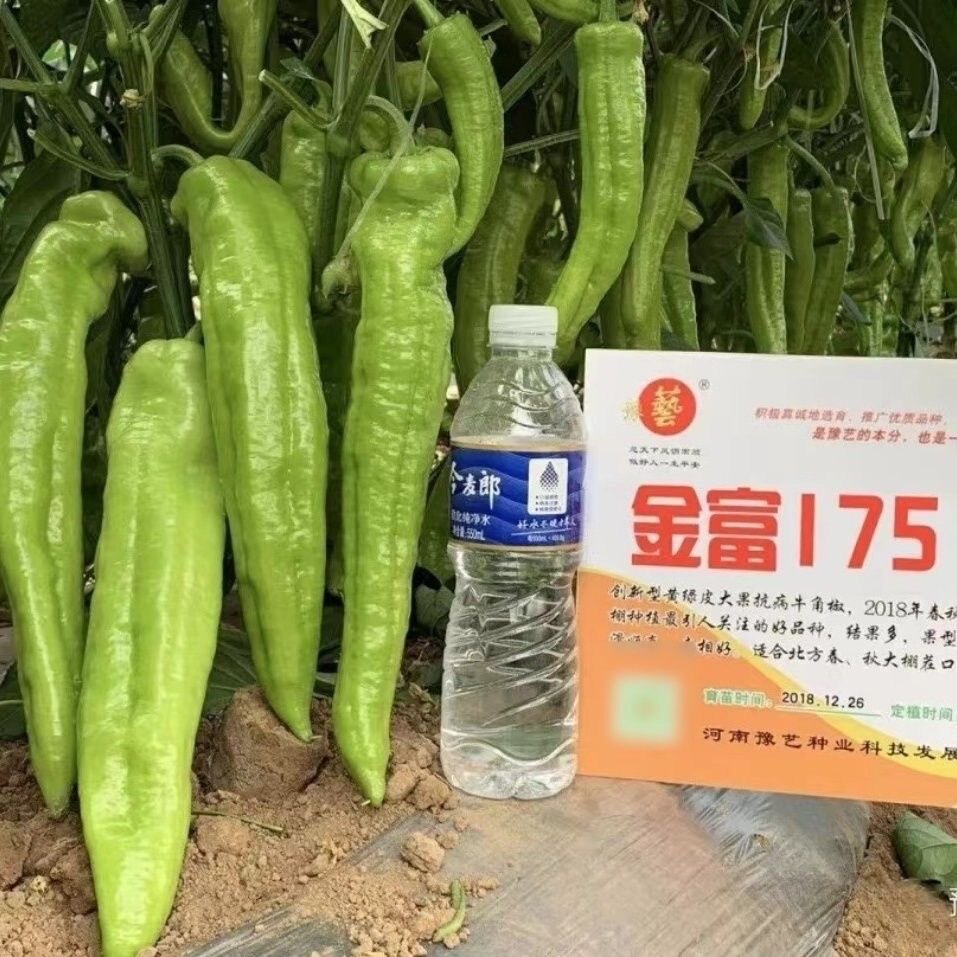 正品原装豫艺金富175辣椒种子大果黄绿皮尖椒种子粗长顺直特高产