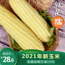 2021年新鲜糯玉米真空装 包现摘10支即食甜粘嫩苞米山西忻州玉米棒