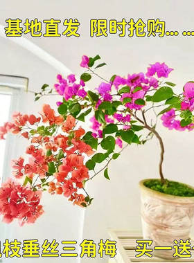 三角梅盆栽带花发货四季多花绿植好养室外绿樱红樱重瓣花卉除甲醛