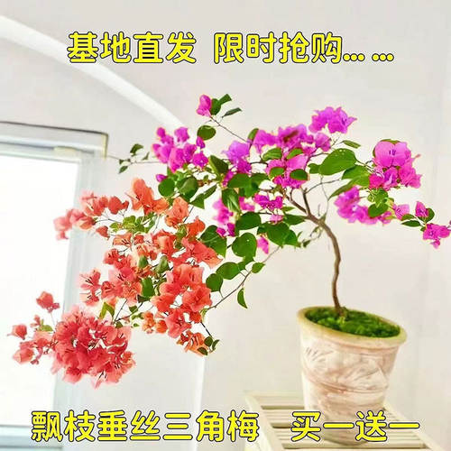三角梅盆栽带花发货四季多花绿植好养室外绿樱红樱重瓣花卉除甲醛