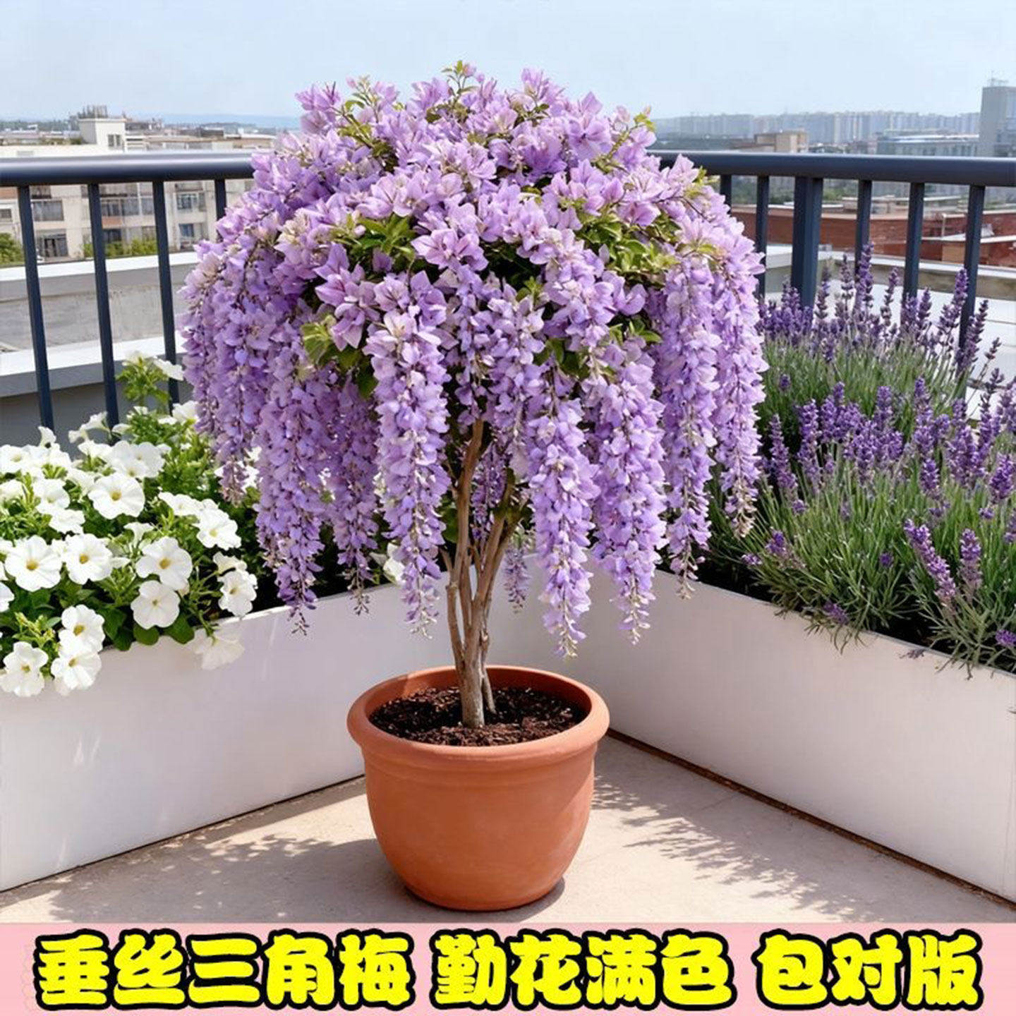 三角梅耐寒大盆四季开花阳台老桩花卉防辐射净化空气绿植