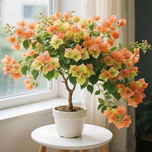 凤凰三角梅盆栽带花藤本带花苗庭院植物名贵花当年开花带花三角梅