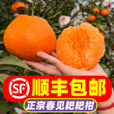 【顺丰包邮】正宗四川眉山春见耙耙柑当季新鲜孕妇水果粑粑柑整箱