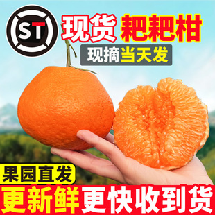 【顺丰包邮】正宗四川眉山春见耙耙柑当季新鲜孕妇水果粑粑柑整箱