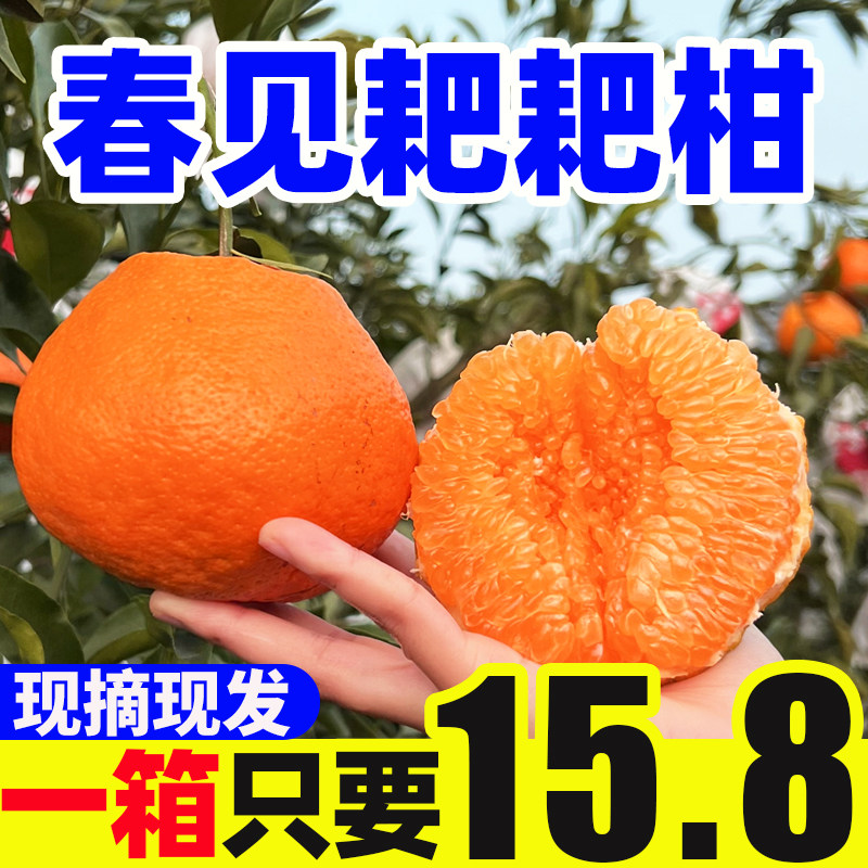 【三苏农家】正宗四川眉山春见耙耙柑当季新鲜孕妇水果粑粑柑整箱