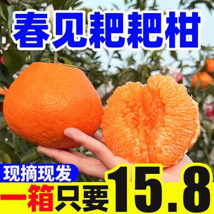 【三苏农家】正宗四川眉山春见耙耙柑当季新鲜孕妇水果粑粑柑整箱