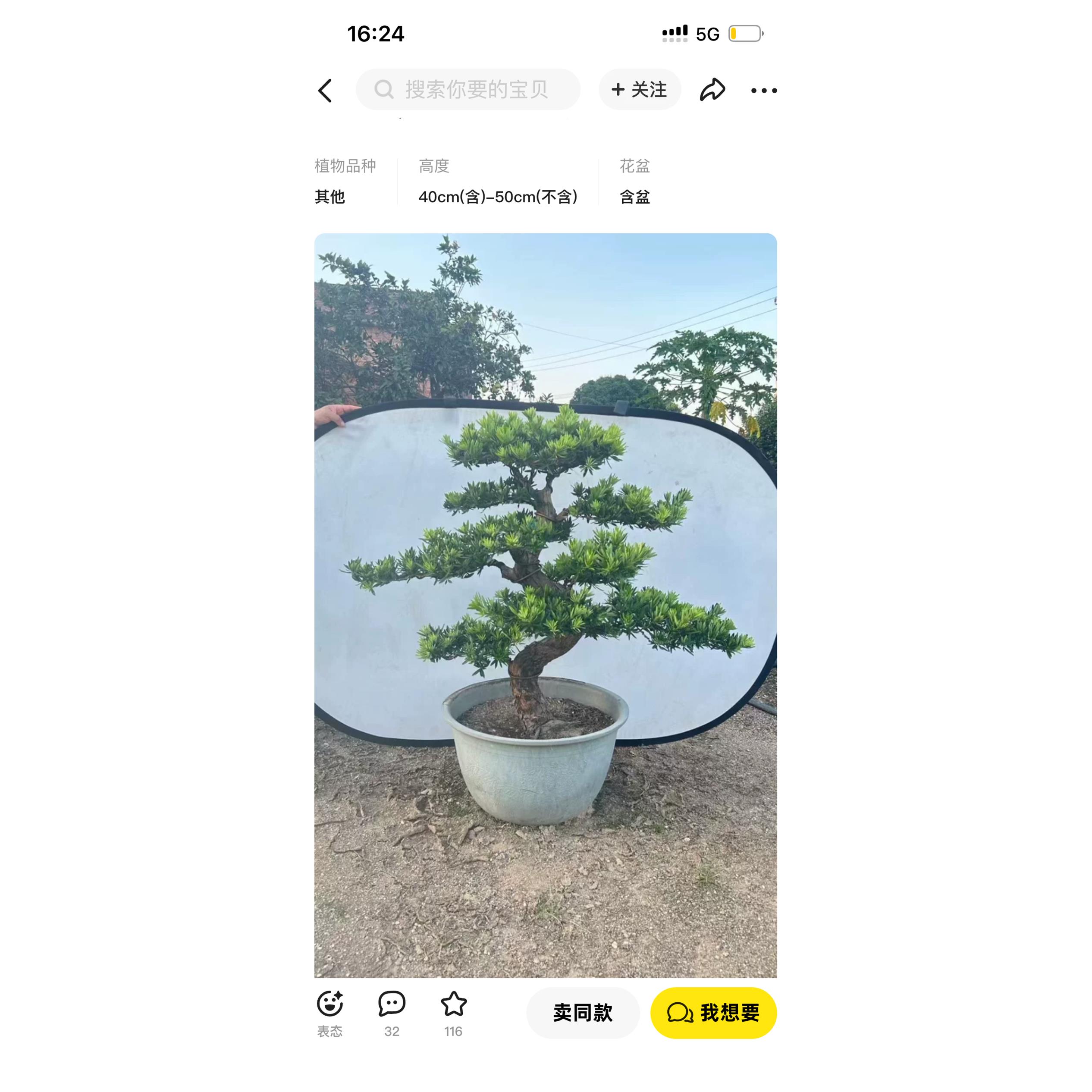 精品雀舌罗汉松盆景老r桩造型大小盆栽绿植庭院阳台金钻迎客松