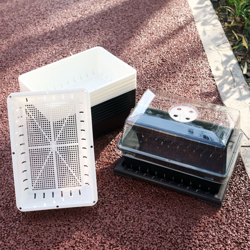 多肉小苗播种叶插盆繁殖艺术秀