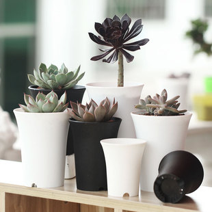 多肉植物老桩花盆绿植盆栽塑料盆雨露发根闷养盖圆形加厚万象盆